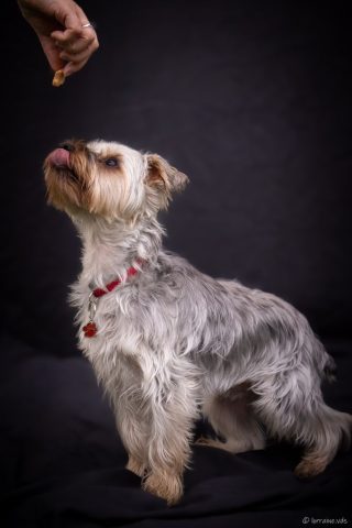 photographe animalier chien côtes d'armor saint brieuc
