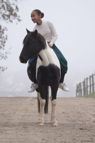 photographe animalier cheval côtes d'armor saint brieuc