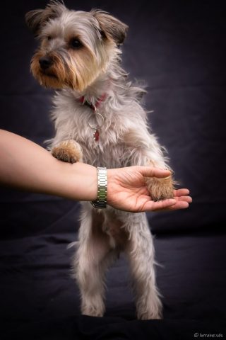 photographe animalier chien côtes d'armor saint brieuc