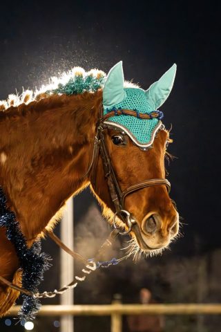 photographe animalier Saint-Brieuc photographe animalier Saint-Brieuc cheval