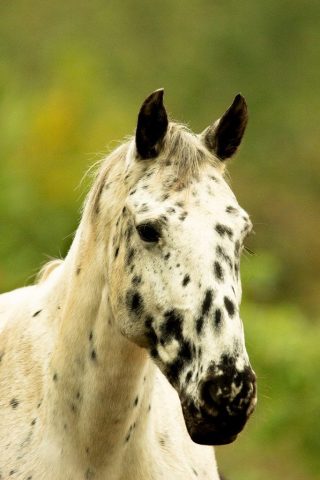 photographe animalier Saint-Brieuc photographe animalier Saint-Brieuc cheval