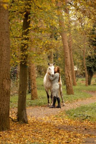 photographe animalier cheval côtes d'armor saint brieuc
