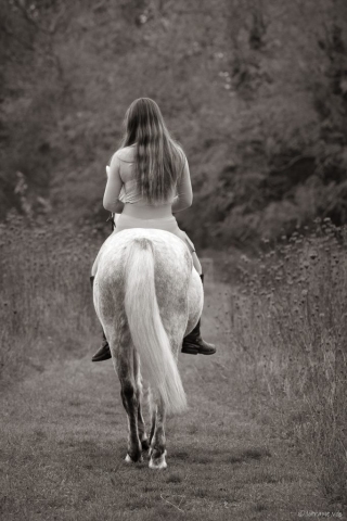 photographe animalier cheval côtes d'armor saint brieuc