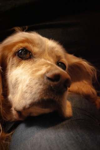 photographe animalier Saint-Brieuc photographe animalier Saint-Brieuc chien