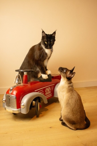 photographe animalier Saint-Brieuc photographe animalier Saint-Brieuc chat