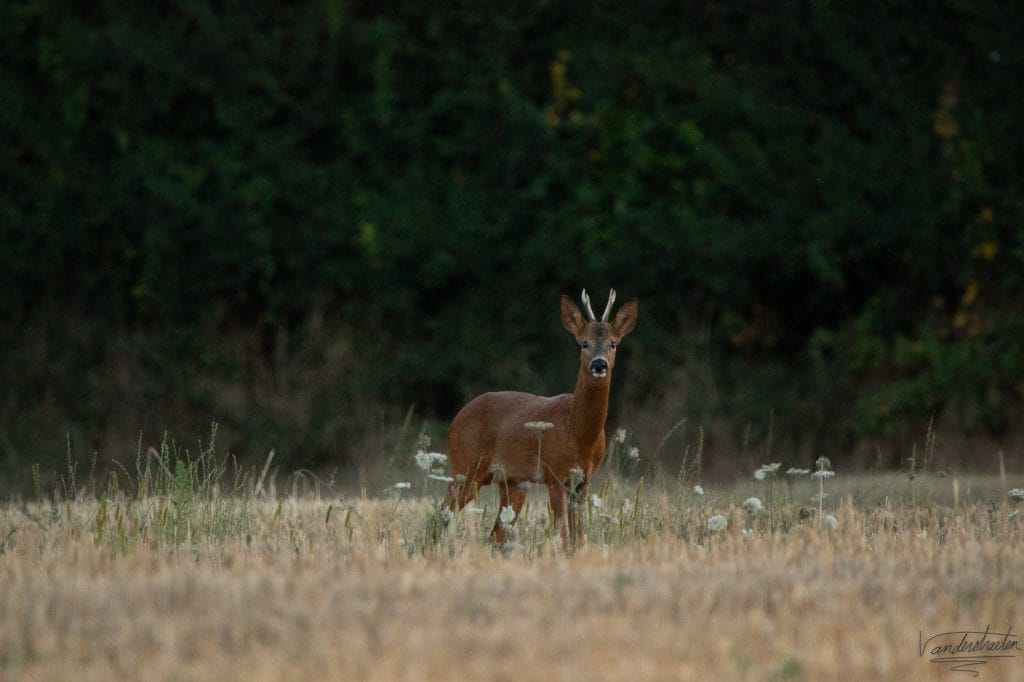 photo d'un chevreuil ; photo prise par lorraine vanderstraeten ; photo animalière ; photo de brocard