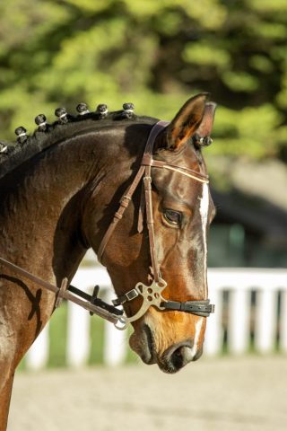 photographe animalier Saint-Brieuc photographe animalier Saint-Brieuc cheval