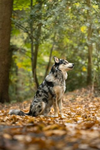 photographe animalier chien côtes d'armor saint brieuc