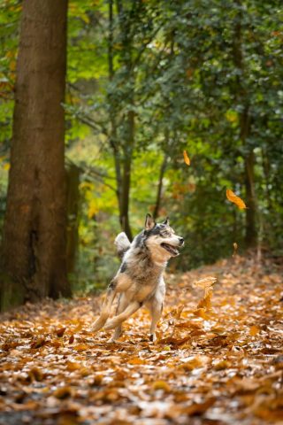 photographe animalier chien côtes d'armor saint brieuc
