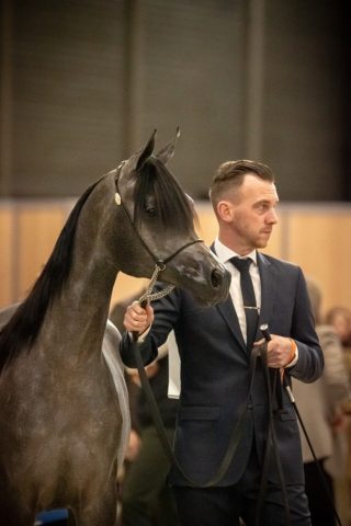photographe animalier cheval côtes d'armor saint brieuc