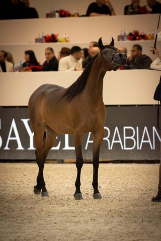 photographe animalier cheval côtes d'armor saint brieuc
