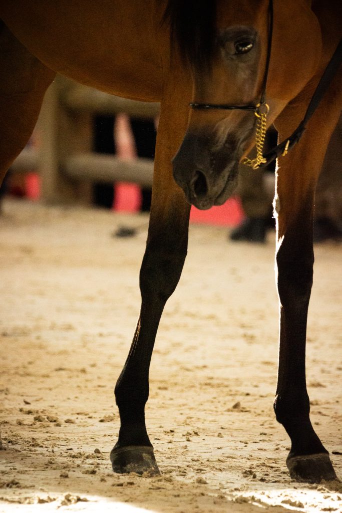 salon du cheval 2024 - championnat du monde du cheval arabe - photo pour entreprises équestres