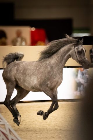 photographe animalier cheval côtes d'armor saint brieuc