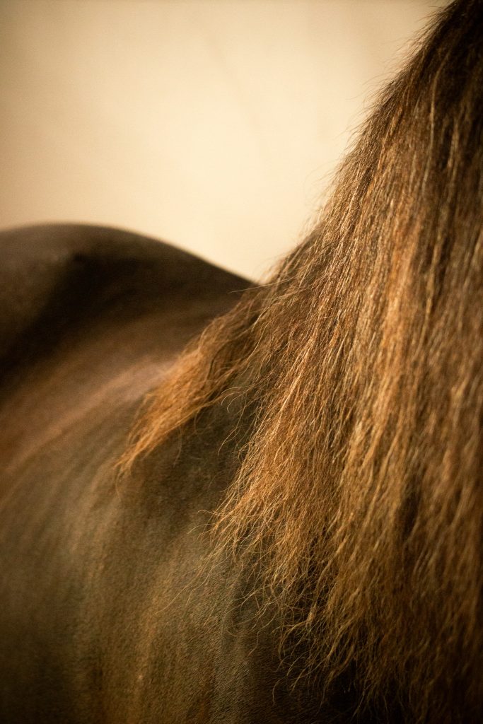 crinière de cheval - photo d'art équestre - entreprises équestres
