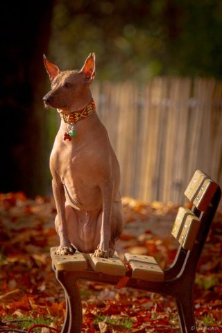 photographe animalier chien côtes d'armor saint brieuc
