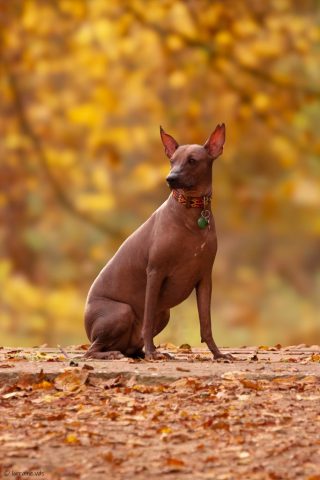 photographe animalier chien côtes d'armor saint brieuc