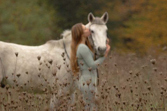 photographe animalier cheval côtes d'armor saint brieuc