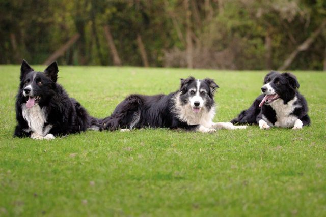 photographe animalier chien côtes d'armor saint brieuc
