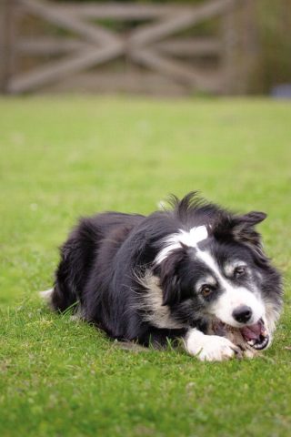 photographe animalier chien côtes d'armor saint brieuc