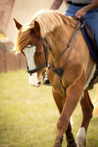 photographe animalier cheval côtes d'armor saint brieuc