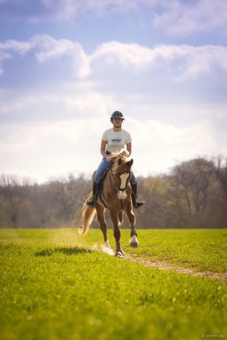 photographe animalier cheval côtes d'armor saint brieuc