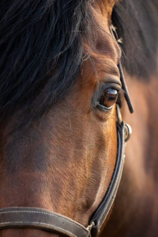 photographe animalier Saint-Brieuc photographe animalier Saint-Brieuc cheval