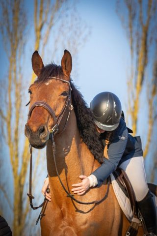 photographe animalier cheval côtes d'armor saint brieuc