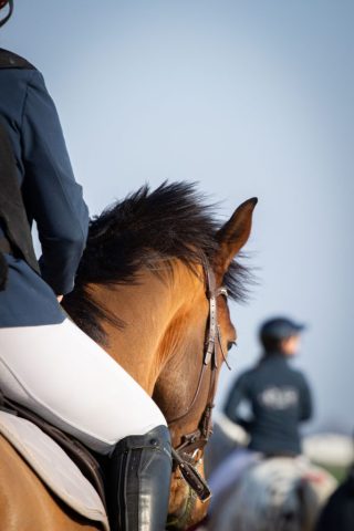 photographe animalier cheval côtes d'armor saint brieuc
