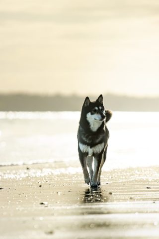 photographe animalier chien côtes d'armor saint brieuc
