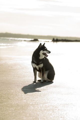 photographe animalier chien côtes d'armor saint brieuc