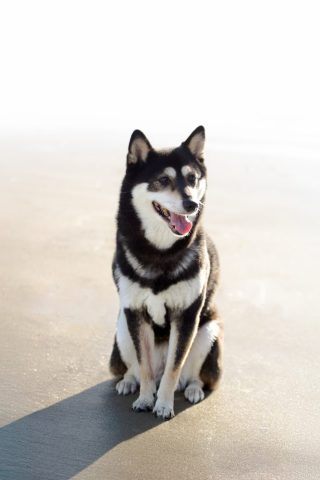 photographe animalier chien côtes d'armor saint brieuc